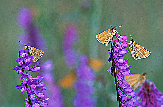 蝴蝶,花,生物群,农场,地方公园,港口,不列颠哥伦比亚省,加拿大