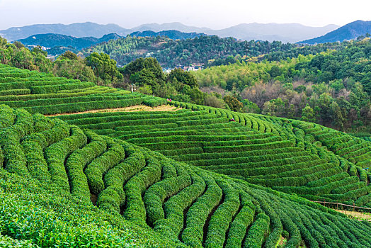 龙坞茶园茶山