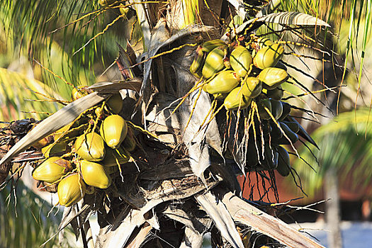 椰树,棕榈树,瓦拉德罗,古巴