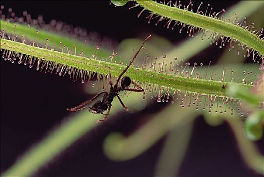蚂蚁,受困,叶子,茅膏菜,食肉植物,巴西