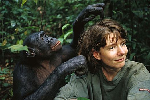 倭黑猩猩,修饰,刚果