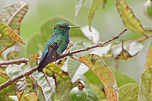 翠绿色,栖息,枝条,靠近,国家公园,东南部,厄瓜多尔