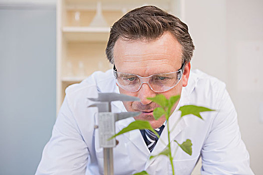科学家,测量,植物