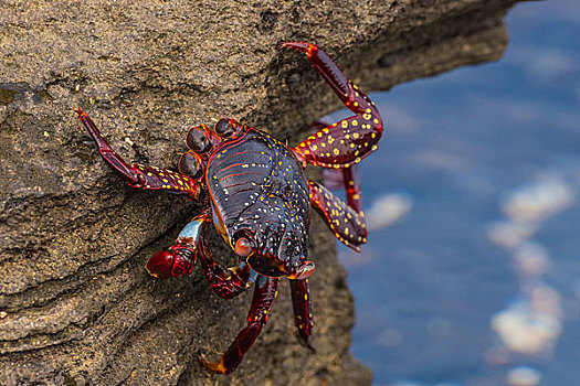 加拉帕戈斯群岛螃蟹在岩石上