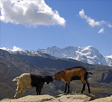 争斗,山羊,正面,顶峰,布莱特峰,策马特峰,瓦莱,瑞士