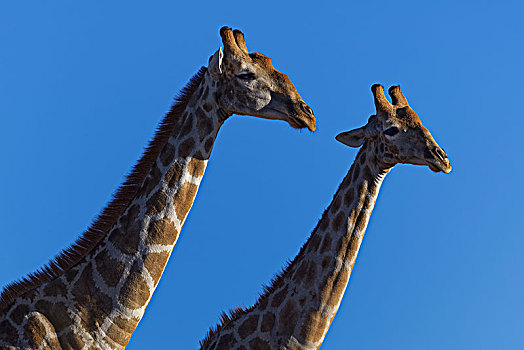 南非,长颈鹿,蓝天,卡拉哈迪大羚羊国家公园,北开普,非洲