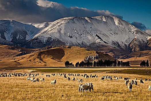 家羊,绵羊,成群,放牧,城堡,山,盆地,坎特伯雷,新西兰