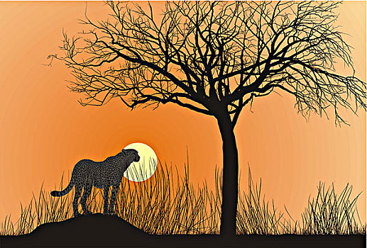 印度豹,日落