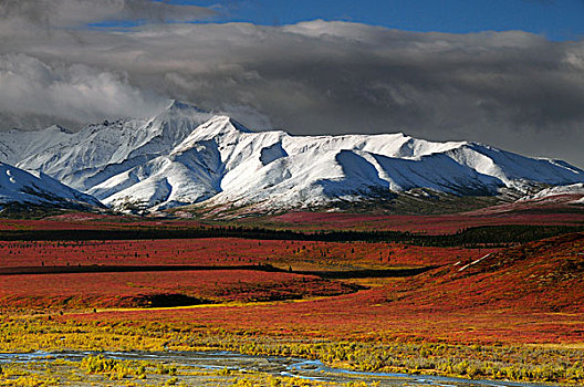 阿拉斯加山脉,针叶林带,德纳里峰国家公园,阿拉斯加,美国