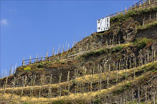 陡坡,葡萄园,莱茵兰普法尔茨州,德国
