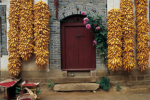 农家墙上悬挂的玉米
