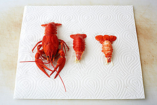 烹饪,龙虾,尾部,厨用纸