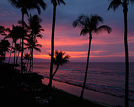 黃昏,剪影,棕榈树,海滩,毛伊岛,夏威夷