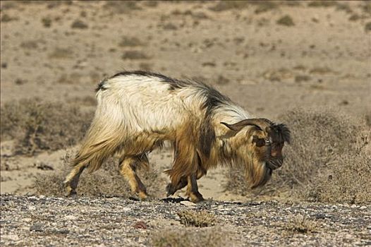 野山羊,走,半荒漠,富埃特文图拉岛,西班牙