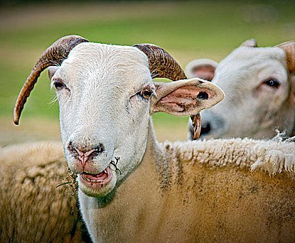 两只,羊,看镜头,特写