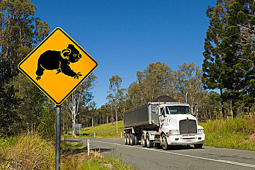 树袋熊,路标,警告,驾驶员,树林,昆士兰,澳大利亚