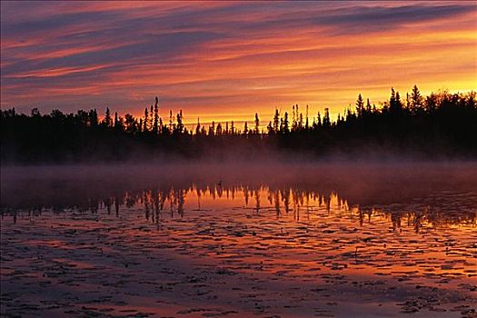 潜鸟,水塘,日出,艾伯塔省,加拿大