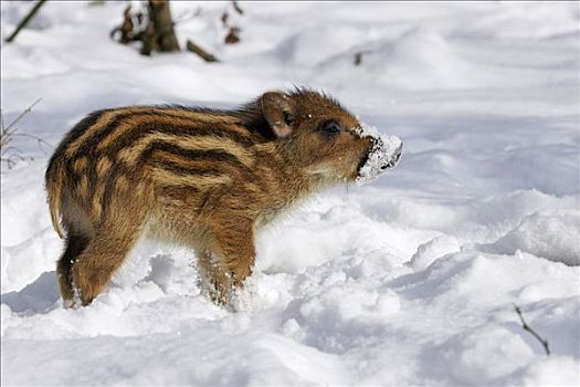 小野猪,小猪,雪地