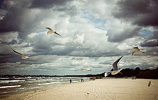 海鸥,波罗的海