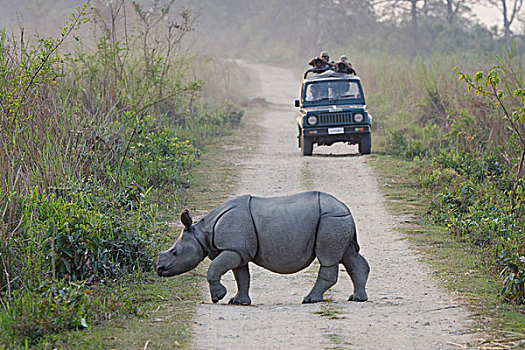 犀牛,年轻,脏,卡齐兰加国家公园,阿萨姆邦,东北方,印度,亚洲
