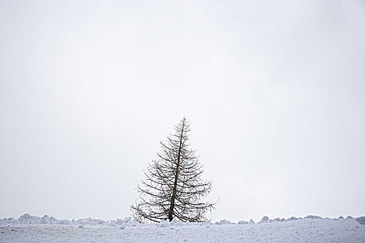 树,冬天,夏蒙尼,上萨瓦,法国