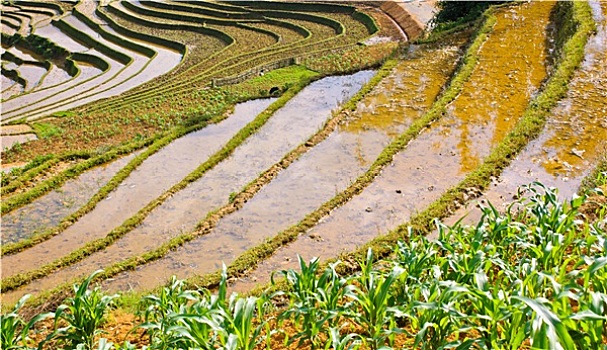 稻米,梯田,越南