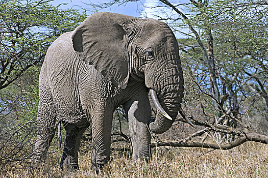 非洲象,雄性动物,进食,密集,刺槐,恩格罗恩格罗,坦桑尼亚,非洲