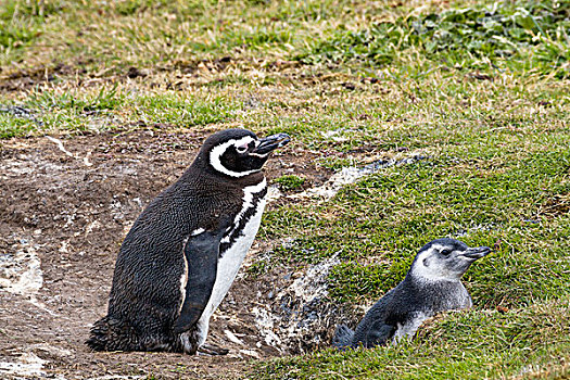 麦哲伦企鹅,小蓝企鹅,父母,幼禽,巢,福克兰群岛
