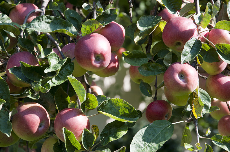 苹果树_枝条_苹果_成熟_水果_高清图片_全景视觉