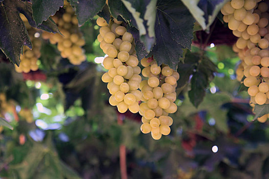 新疆哈密葡萄