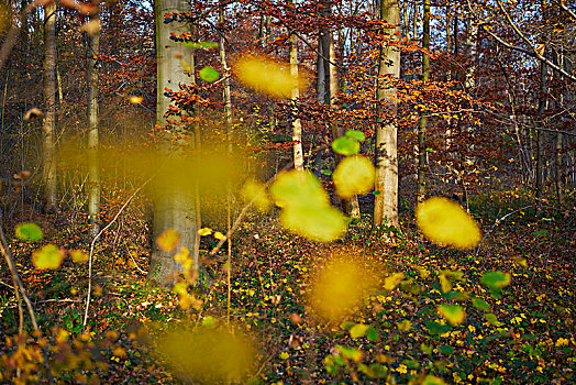 彩色,叶子,山毛榉,树林,秋天,逆光
