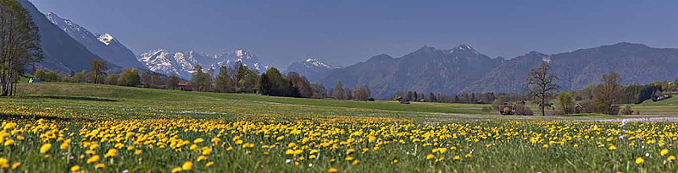 风景,楚格峰,春天,蒲公英,草地,上巴伐利亚,巴伐利亚,德国