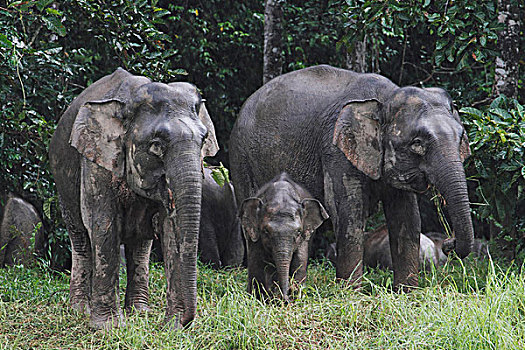 亚洲象,象属,雨,马来西亚