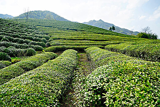 茶场,茶叶,茶,茶文化