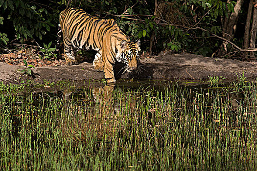 孟加拉虎,虎,一个,一半,幼兽,水潭,班德哈维夫国家公园,印度