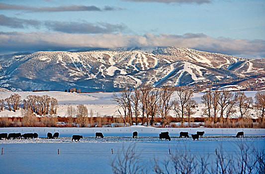 美国,科罗拉多,滑雪区,母牛,放牧,雪中,遮盖,土地