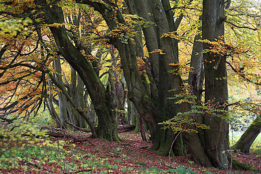 老,山毛榉树,秋天,黑森州,德国,欧洲