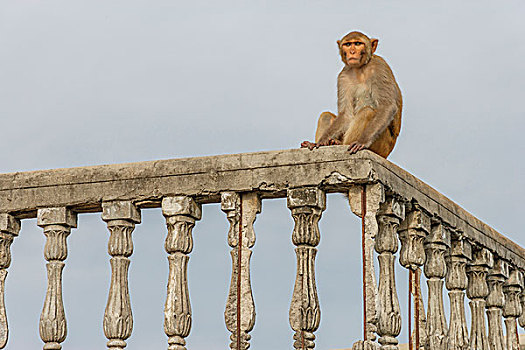 猴子,猕猴,瓦拉纳西,印度