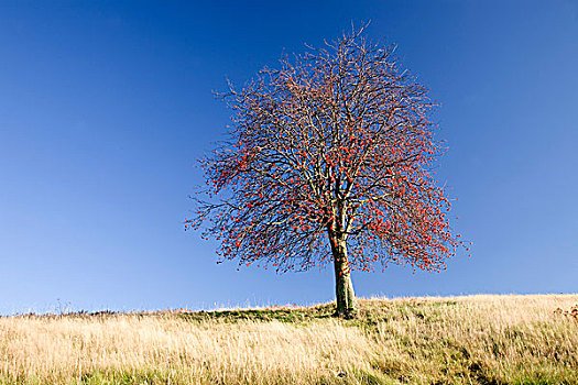 孤树,花楸,红色浆果,秋天,萨克森,德国,欧洲