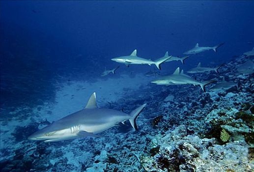 黑尾真鲨,游动,高处,珊瑚礁,蓝色,环礁,马尔代夫,印度洋,亚洲