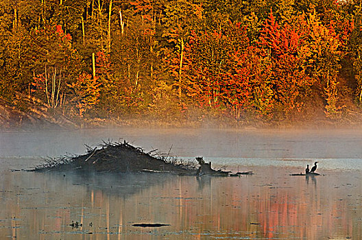 秋色,早晨,雾气,住宿,梳理,鸬鹚,海狸塘,瓦尔登,安大略省,加拿大