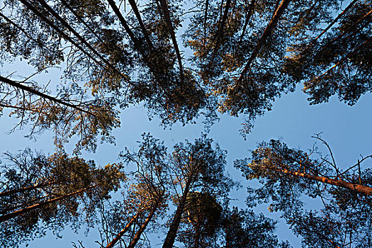 开着,蓝天,松树,枝条,立陶宛,树林