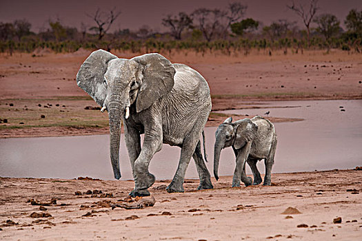 博茨瓦纳,非洲,母亲,婴儿,大象,大幅,尺寸