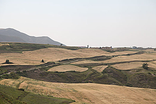 麦田