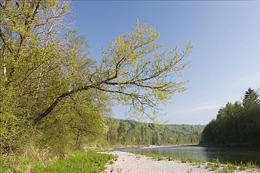 伊萨尔河,靠近,巴伐利亚