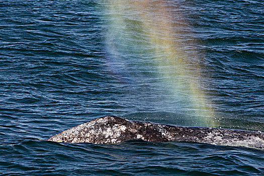 灰鲸,彩虹,雾气,下加利福尼亚州,墨西哥