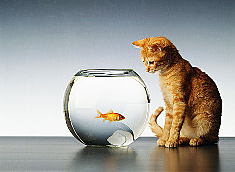 猫,看,鱼