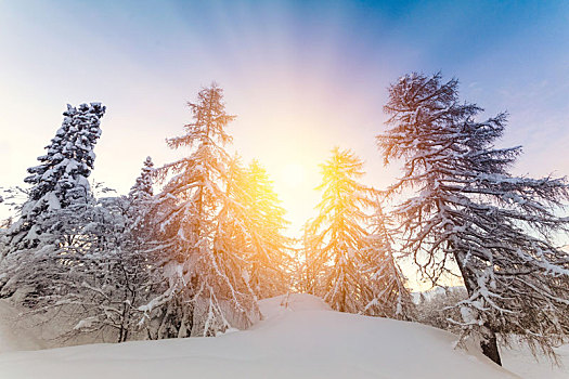漂亮,日落,冬天,树林,阿尔卑斯山,斯洛文尼亚