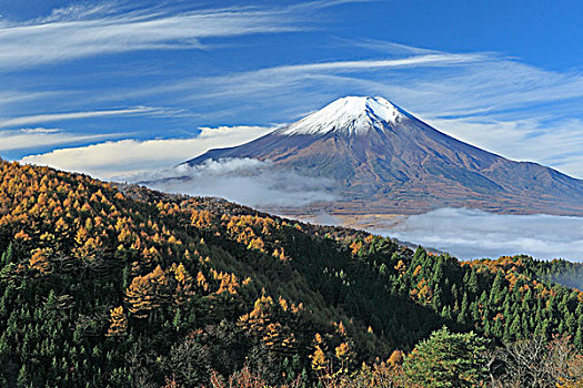 秋叶,云海,积雪,山,富士山