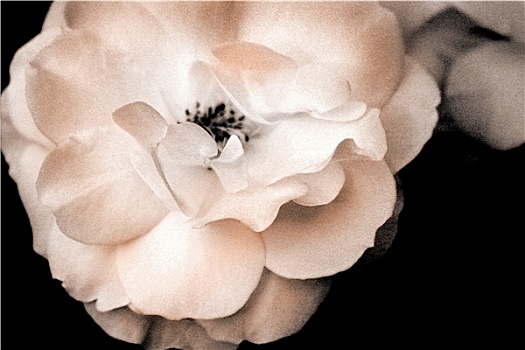 白色蔷薇,亮光